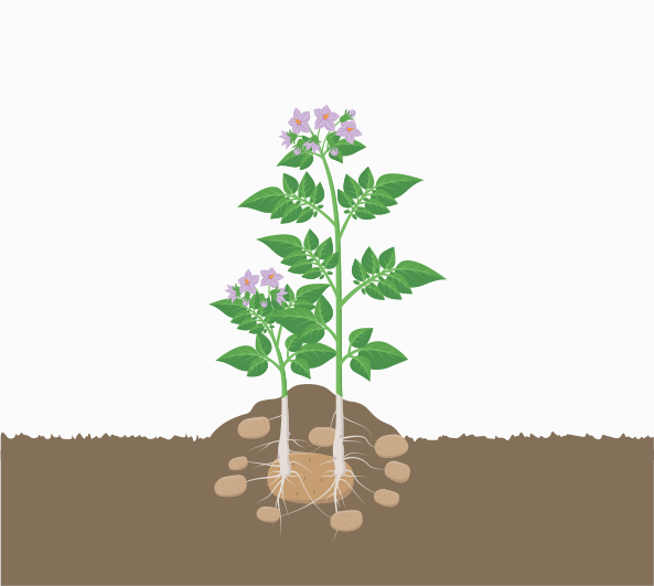 Crescimento Vegetativo