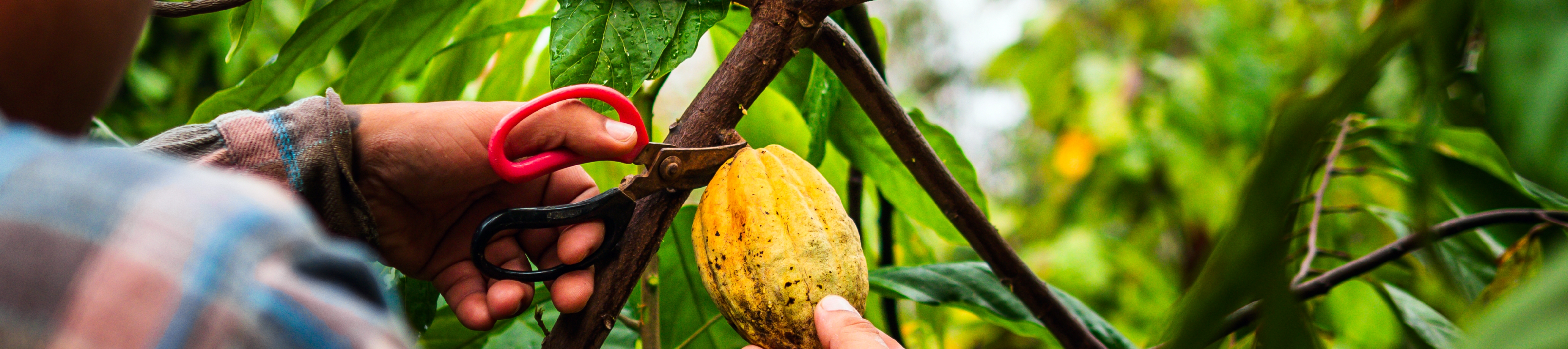 A Hora e a Vez do Cacau: alta nos preços e expansão da cultura no Brasil