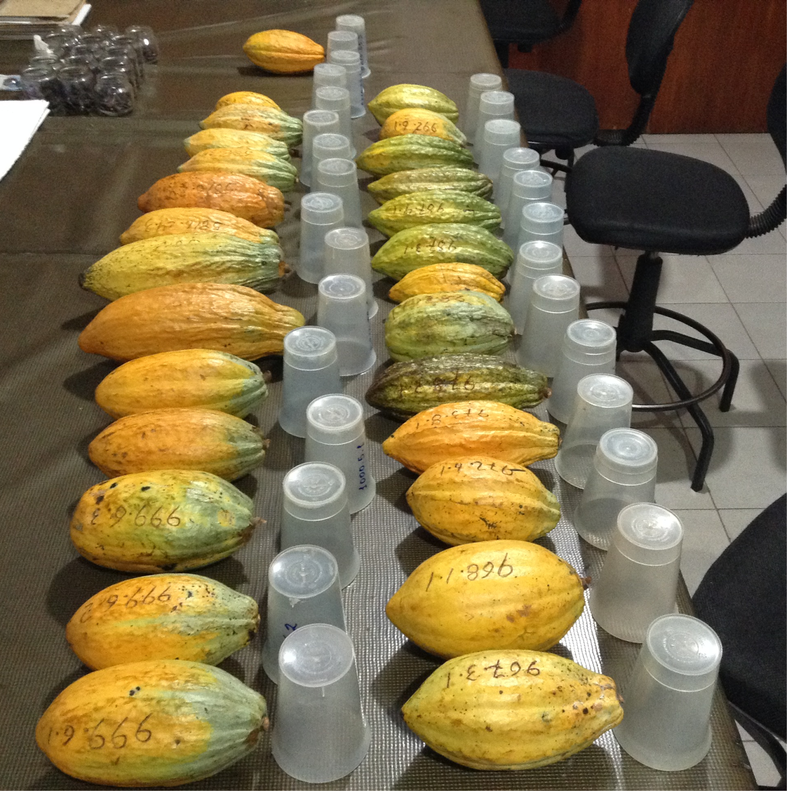 A Hora e a Vez do Cacau: alta nos preços e expansão da cultura no Brasil