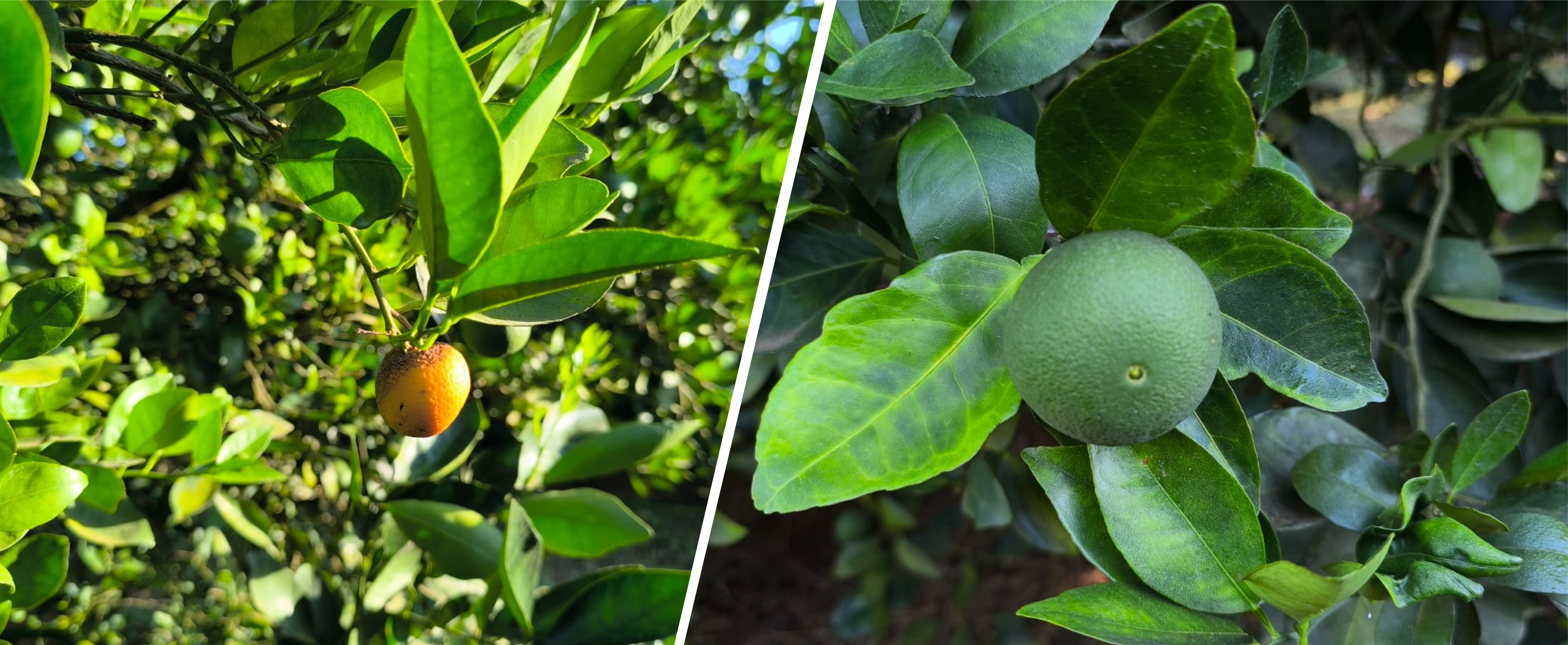 A nova geografia da citricultura no Brasil